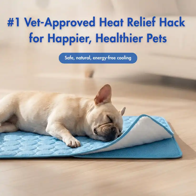 Finally. A Heat Solution Built for Flat-Faced Breeds